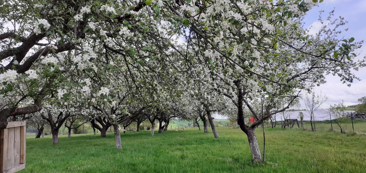 Pensiunea Agroturistica Ica Valea Draganului Bagian luar foto