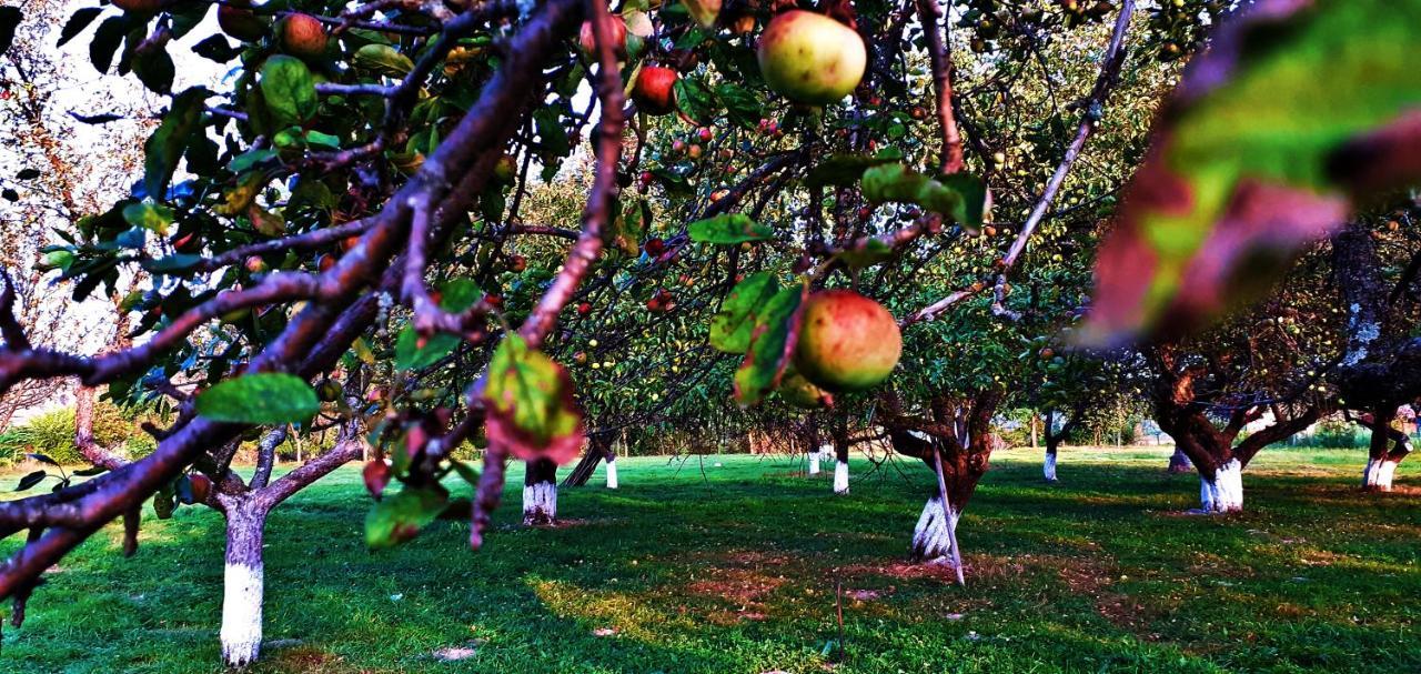 Pensiunea Agroturistica Ica Valea Draganului Bagian luar foto