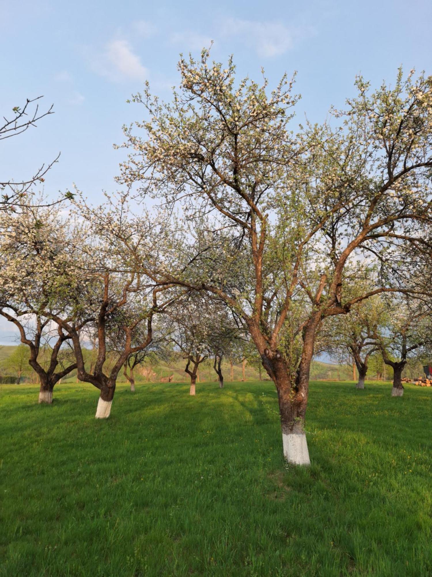Pensiunea Agroturistica Ica Valea Draganului Bagian luar foto